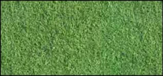  Grass